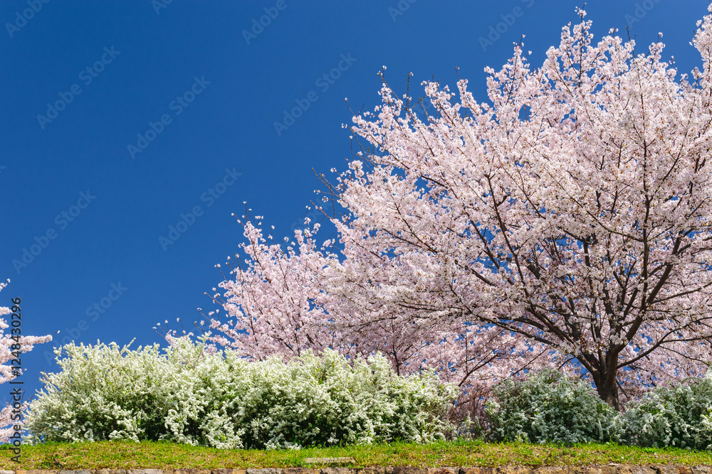 Spring Scenery with Cherry Blossoms and Thunberg's meadowsweet Against a Blue Sky Spring Scenery with Cherry Blossoms and Thunberg's meadowsweet Against a Blue Sky