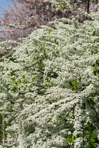 Thunberg's Meadowsweet in Full Bloom photo