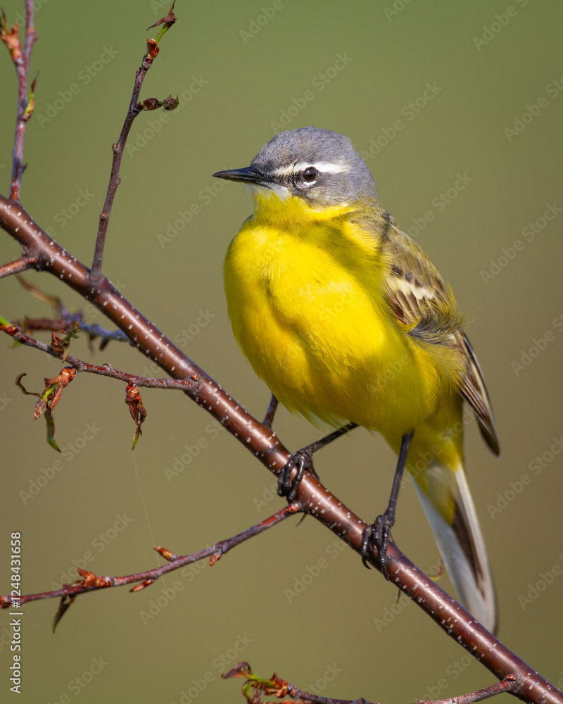Fototapeta premium Small bird Yellow Wagtail sitting on tree male Motacilla flava meadow spring time Poland Europe