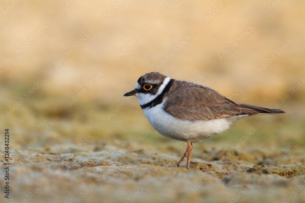Shorebird Charadrius dubius, Little Ringed Plover on blurred background summer time Poland Europe Shorebird Charadrius dubius, Little Ringed Plover on blurred background summer time Poland Europe