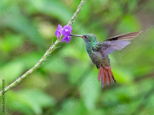 Rufous-tailed Hummingbird (Amazilia tzacatl) photo