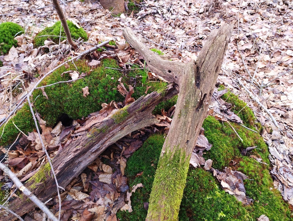 Old oak rotten branches on green moss in the forest. Forest natural background. Beautiful background in the forest. A pile of old rotten branches. Old oak rotten branches on green moss in the forest. Forest natural background. Beautiful background in the forest. A pile of old rotten branches.