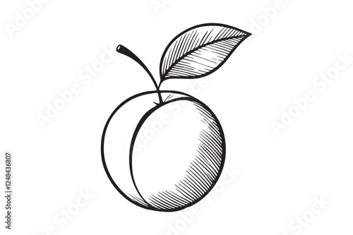 Apricot Outline Vector