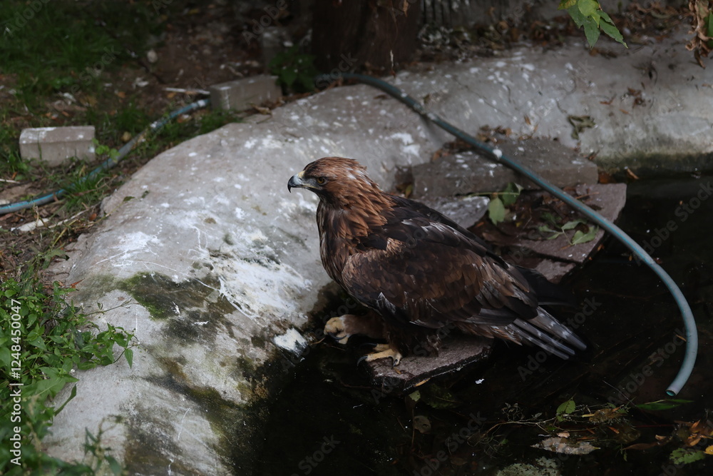 Fototapeta premium eagle in the water
