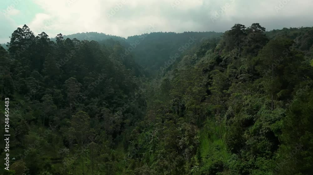 cinematic dolly push-in shot of west java jungle in Indonesia cinematic dolly push-in shot of west java jungle in Indonesia