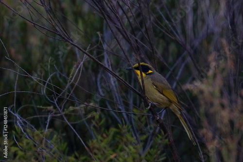 honeyeater photo