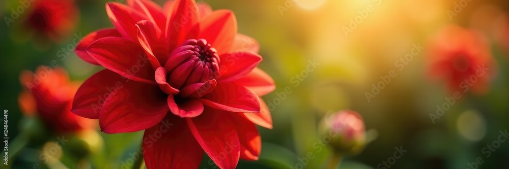 Delicate petals of a bright red dahlia unfolding in the sunlight, bright red, flower Delicate petals of a bright red dahlia unfolding in the sunlight, bright red, flower