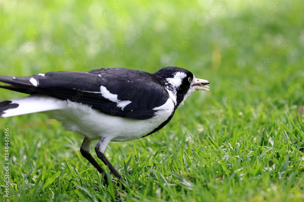magpie lark magpie lark