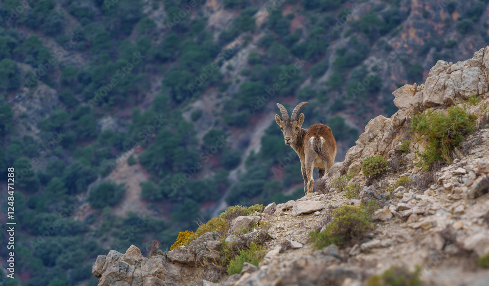Wild Iberian ibex standing on rocky mountain slope with forest background Wild Iberian ibex standing on rocky mountain slope with forest background