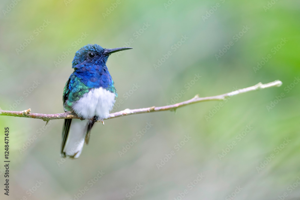 Fototapeta premium White-necked jacobin (florisuga mellivora)