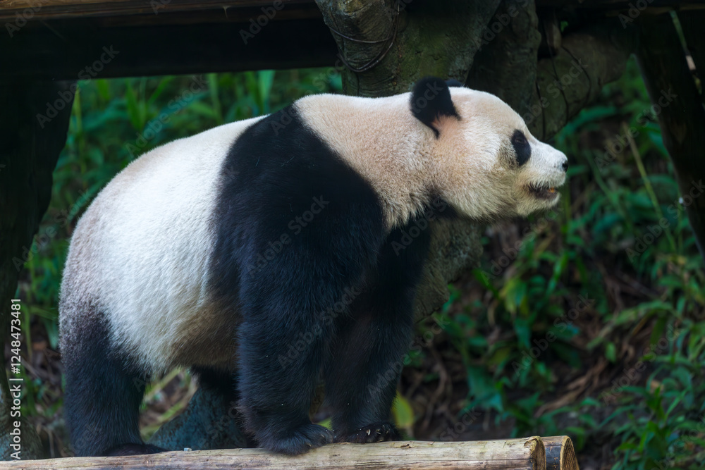Fototapeta premium Panda’s midday nap: enjoy the delicious taste of bamboo