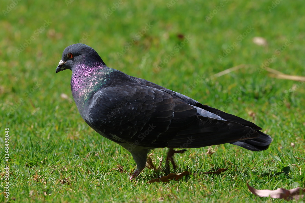 pigeon pigeon