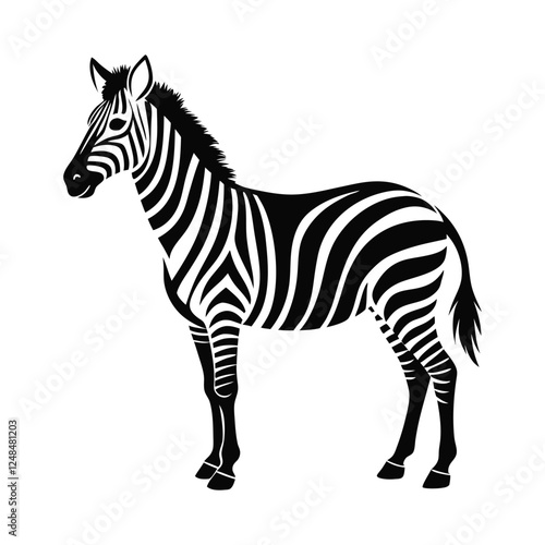 zebra isolated on white background