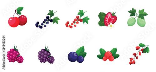 Collection of berries. Set of isolated berries: cherry, blackberry, redcurrant, blackcurrant, strawberry, goosberry, raspberry, blueberry, cranberry, barberry. Icons of berries. Vector illustration. 