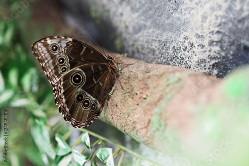 close-up shots of colorful butterflies in the butterfly house