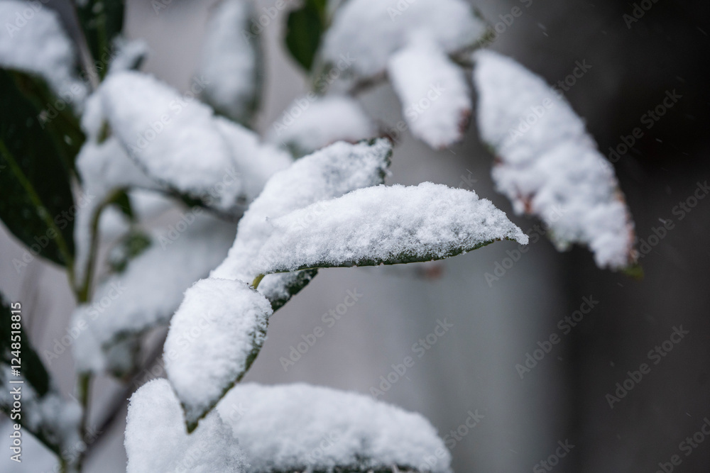 Beautiful winter natural landscape, winter in the park and garden, snow on plants. Beautiful winter natural landscape, winter in the park and garden, snow on plants.