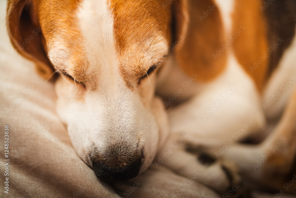 A adult beagle dog napping in sunny room on sofa A adult beagle dog napping in sunny room on sofa