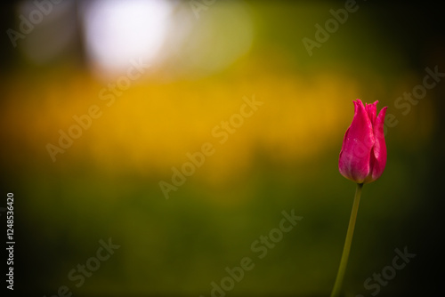 red tulips on a green background