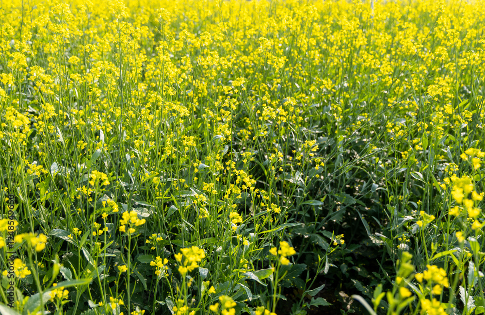 Obraz premium mustard field with yellow flowers at bright day