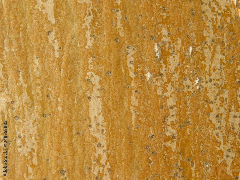 Fototapeta premium textures of a tree