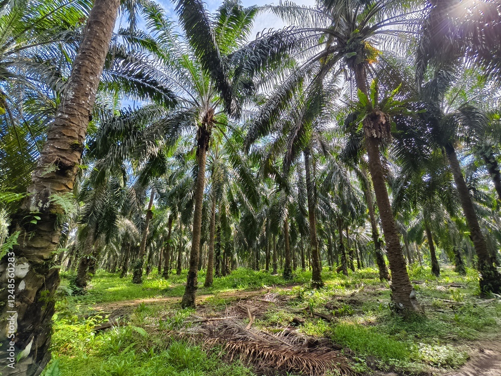 Naklejka premium old oil palm plantation in Kalimantan