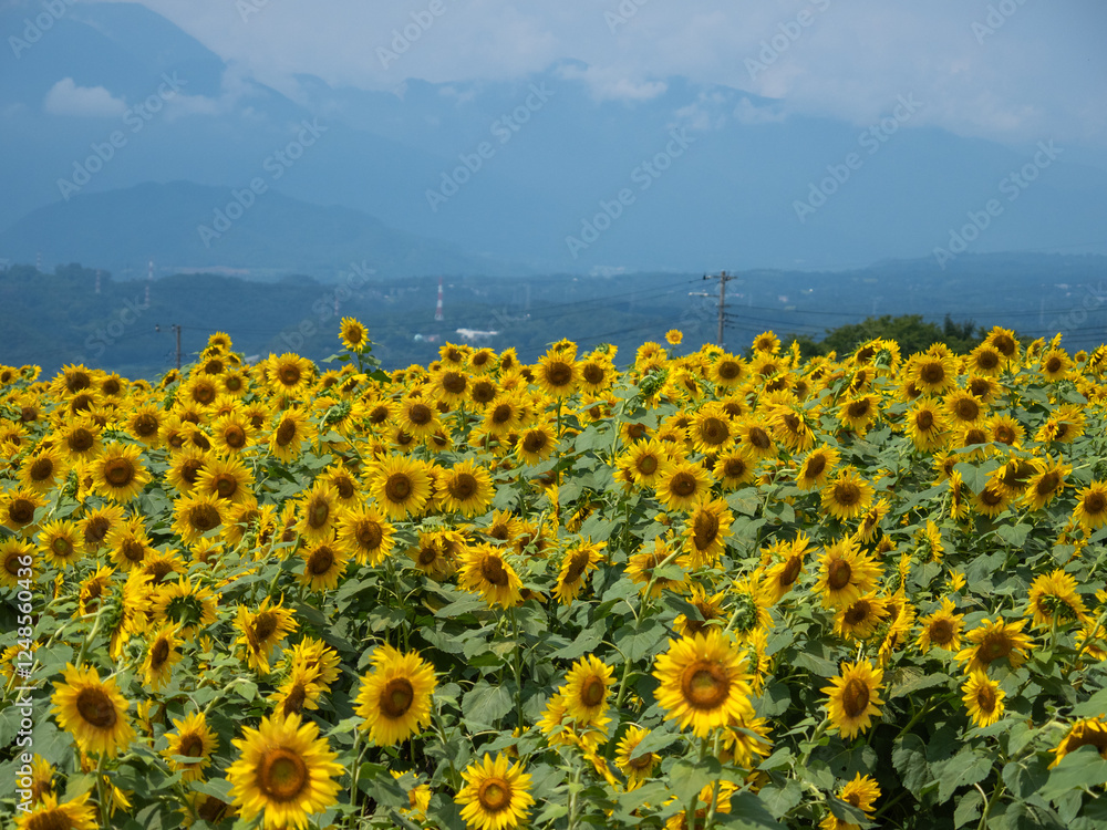 Obraz premium 日本の夏のひまわり畑と青空の風景