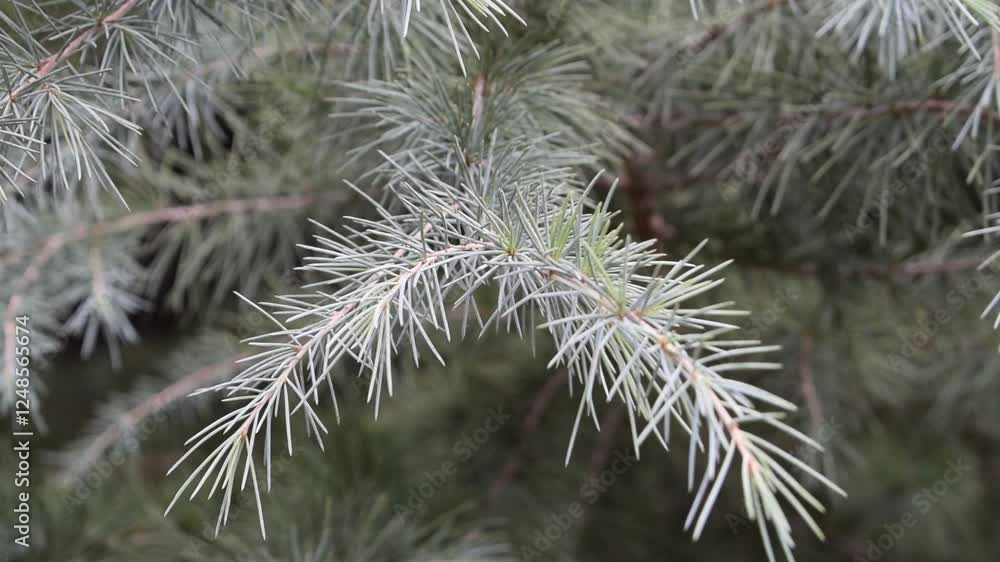 Winter atmosphere featuring cedar branches with delicate frost in a serene natural setting Winter atmosphere featuring cedar branches with delicate frost in a serene natural setting