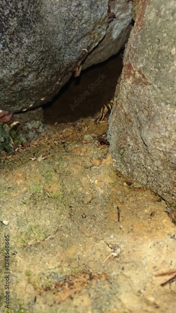 Obraz premium 2001)european hornet nest in a gap in a stone wall(Photo taken at 22:15 on august 9, 2017)