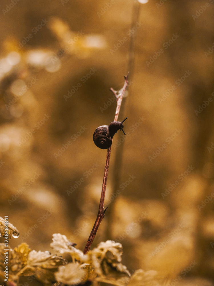 Snail on its way through the garden crawls Snail on its way through the garden crawls