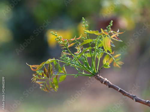 Azadirachta indica, flowers of Azadirachta indica on plant against nature background