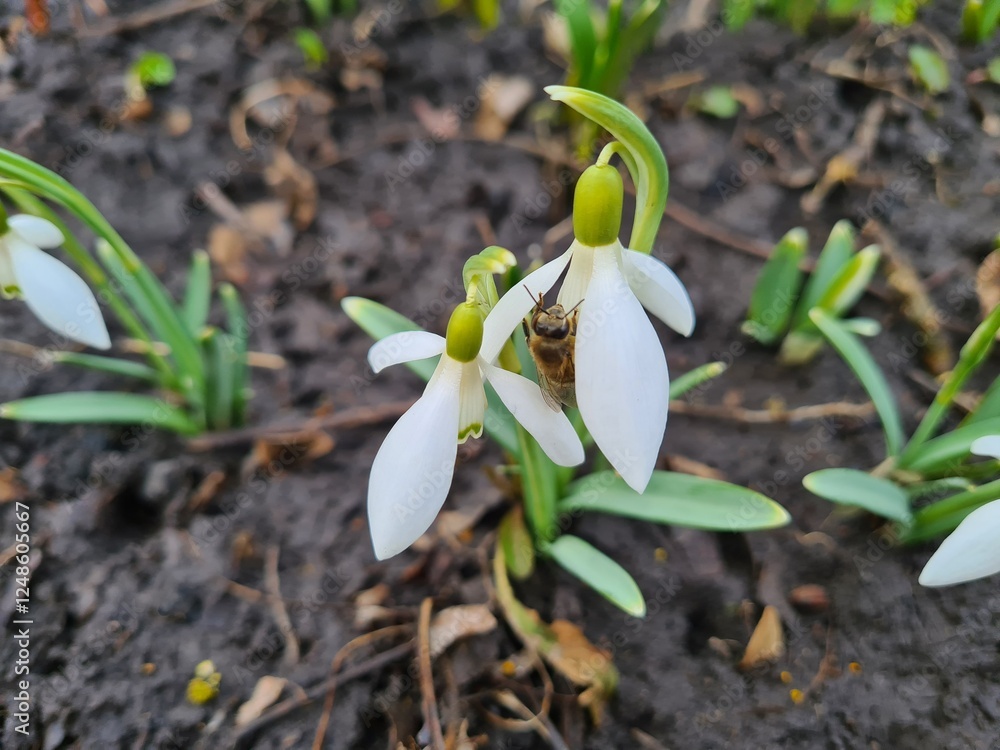 Graceful Snowdrops Blooming in Early Spring
Graceful Snowdrops Blooming in Early Spring