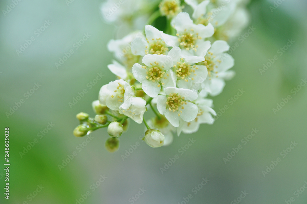 Beautiful white mirabelle flowers in a cluster Beautiful white mirabelle flowers in a cluster