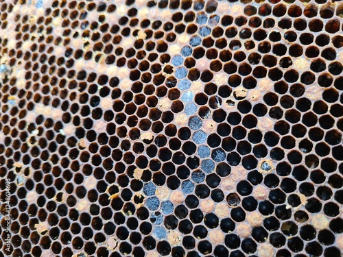 Intricate Honeycomb Structure Created by Busy Bees
 photo