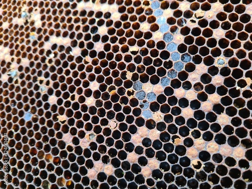 Intricate Honeycomb Structure Created by Busy Bees
 photo