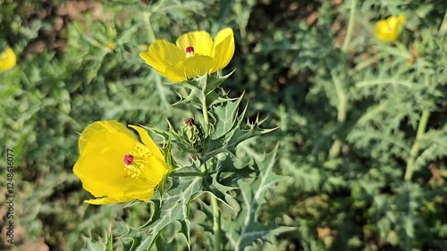 yellow flowers in spring