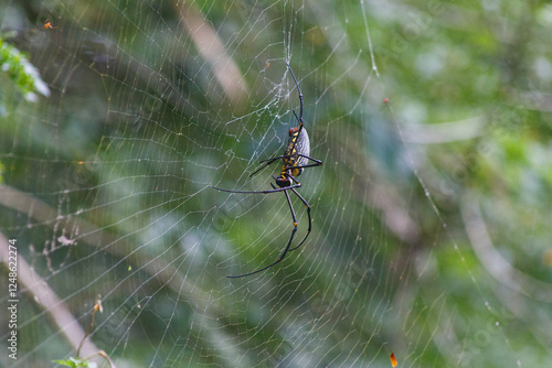 spider on web photo