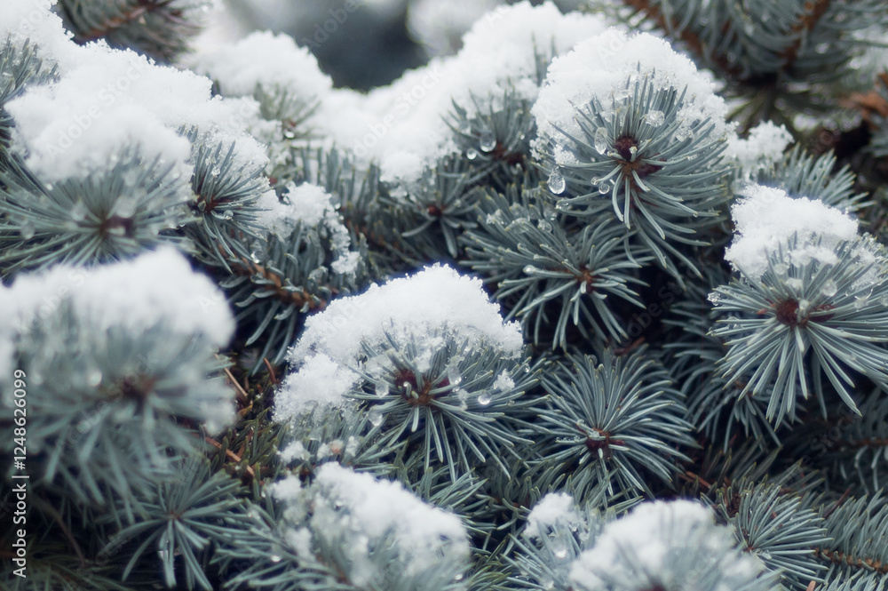 winter background, photo of spruce branches in the forest in winter covered with snow winter background, photo of spruce branches in the forest in winter covered with snow