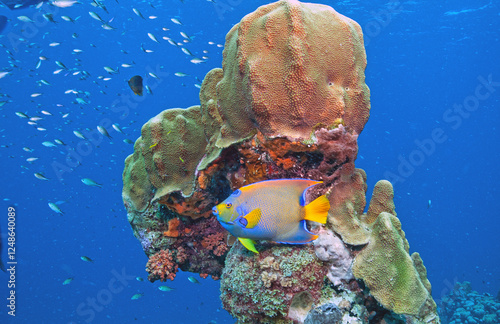 queen angelfish ,Holacanthus ciliaris off coast of Bonaire photo