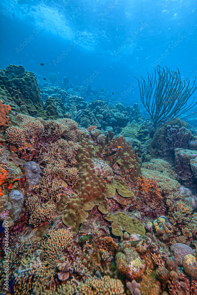 Fototapeta premium Caribbean coral garden, Bonaire