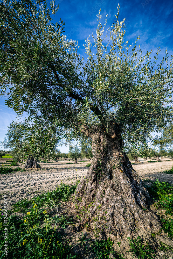 Fototapeta premium Old olive trees in Pinto's countryside.