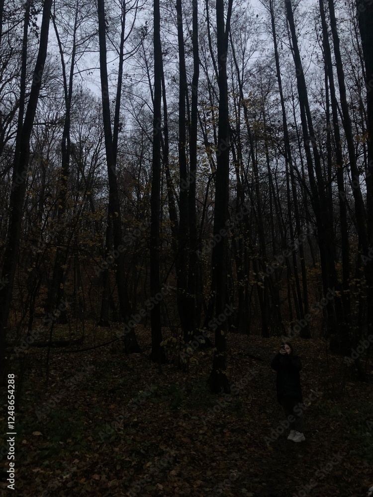 Obraz premium An atmospheric, dark, and slightly mystical autumn landscape featuring rich, muted hues of fall foliage and a delicate veil of fog.