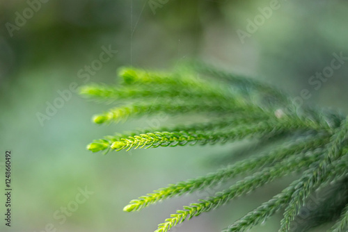 Botanical name Araucaria heterophylla. very fine ornamental photo