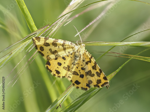 Gelber Fleckenspanner (Pseudopanthera macularia) photo