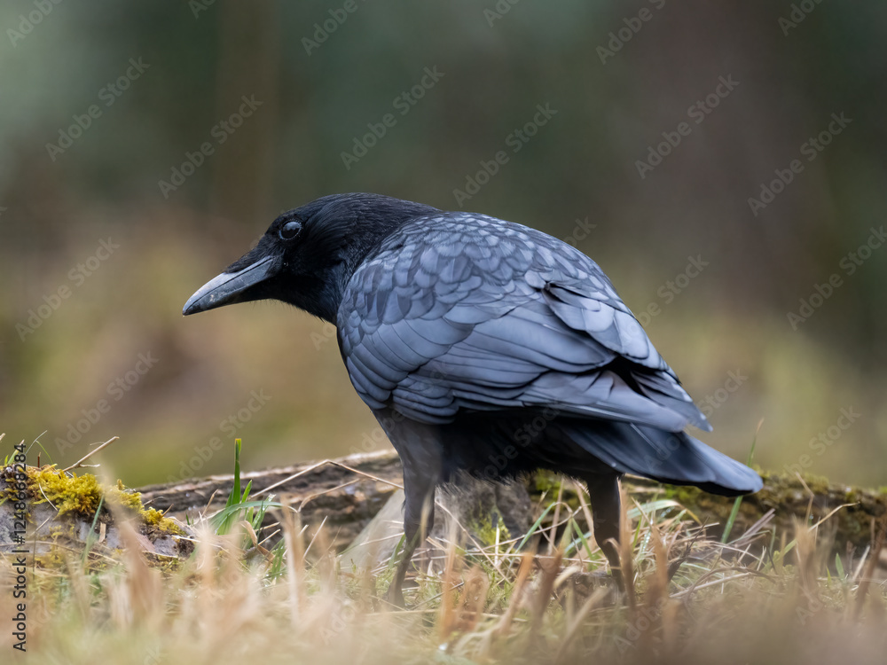 Obraz premium Rabenkrähe&nbsp;(Corvus corone)