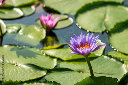 water lily in the pond
