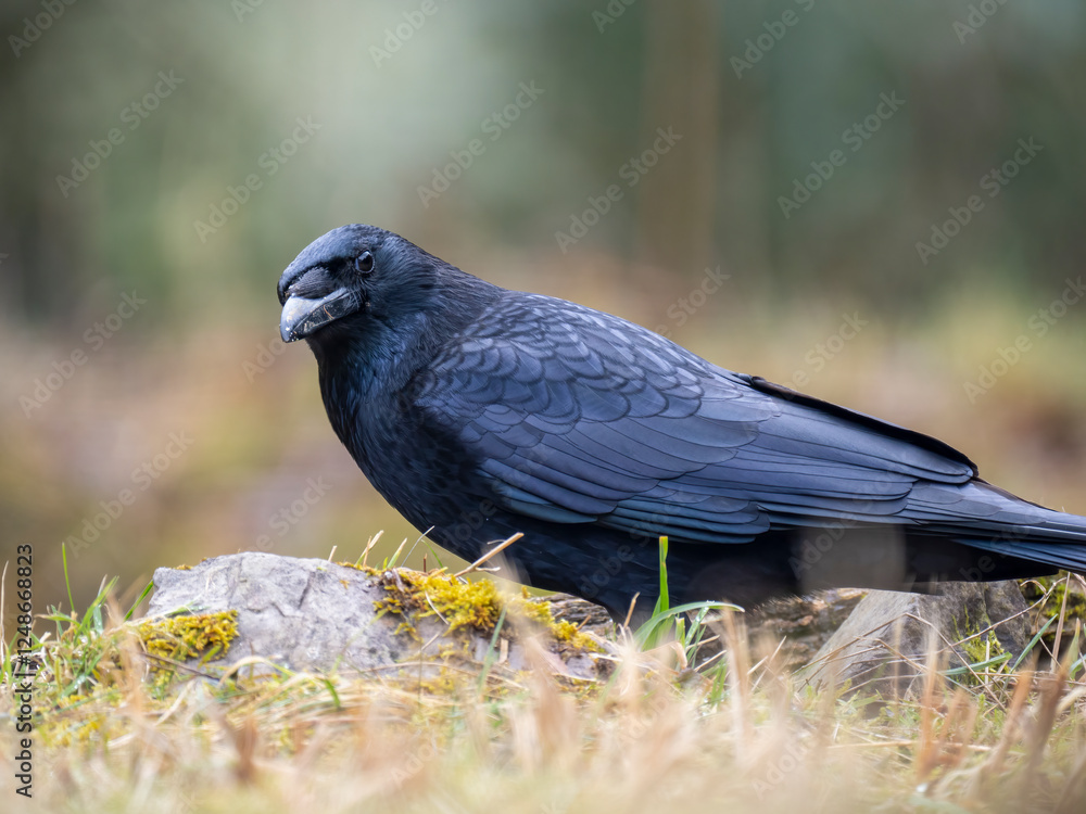 Obraz premium Rabenkrähe&nbsp;(Corvus corone)