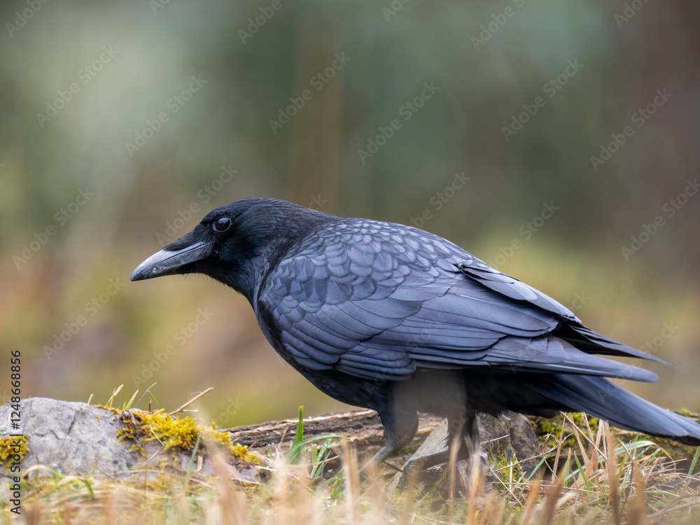 Rabenkrähe (Corvus corone) Rabenkrähe (Corvus corone)