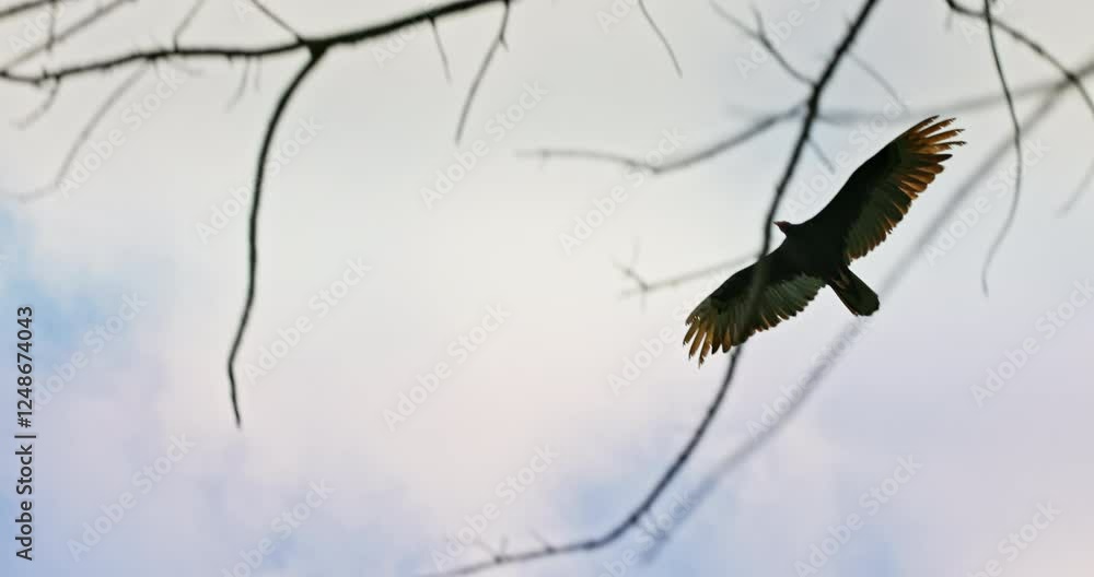 Black Vulture bird, flock of vultures flying in a sky Black Vulture bird, flock of vultures flying in a sky