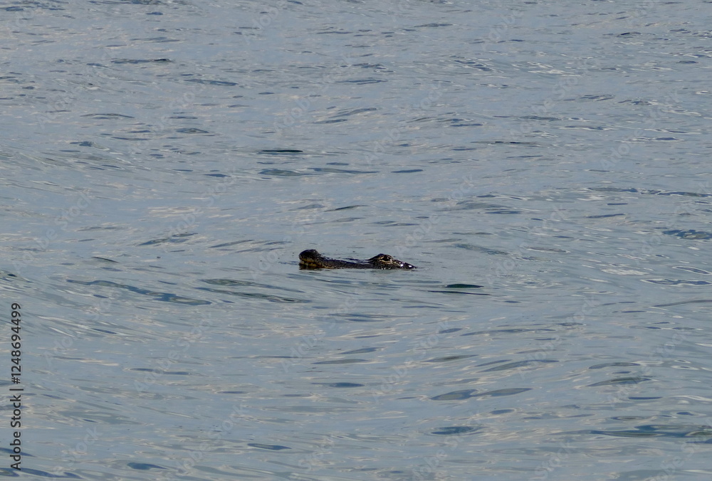 Obraz premium American alligator partially submerged and swimming in calm water