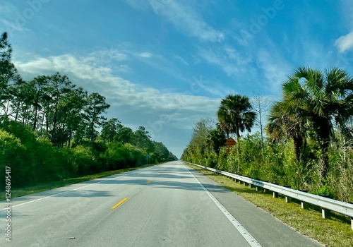 Tamiami Trail (U.S. Highway 41) surrounded by lush greenery, palm trees, and a clear blue sky